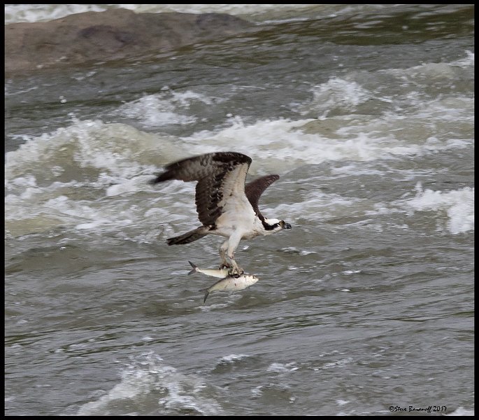 _7SB0857l osprey catching two fishes.jpg